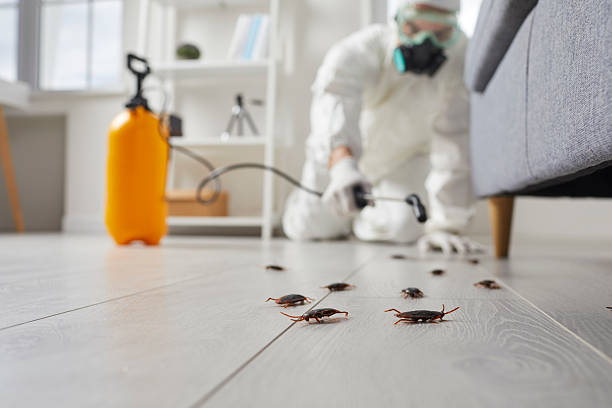 Post-Treatment Bed Bug Interceptor Monitoring in New Hyde Park